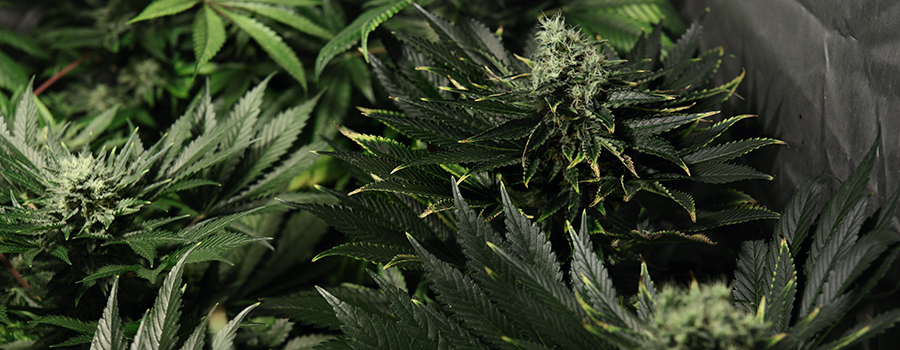 cannabis voedingsstoffen overmatige bevruchting cannabis voedingsstoffen overmatige bevruchting