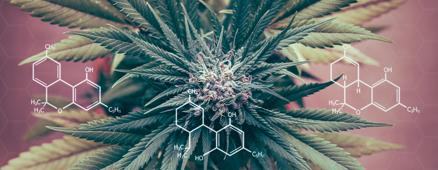 Cannabinoids Regulatie Inflammatie Cannabinoids Regulatie Inflammatie