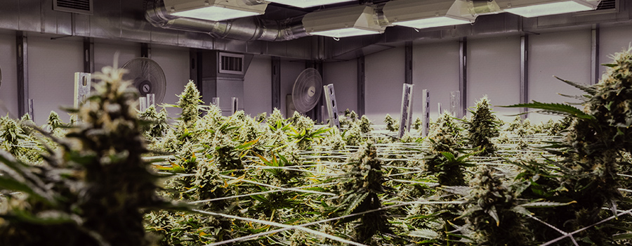 medisch cannabis immuunsysteem medisch cannabis immuunsysteem