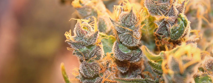 cannabisknoppen foxtailing door warmte of lichte stress cannabisknoppen foxtailing door warmte of lichte stress