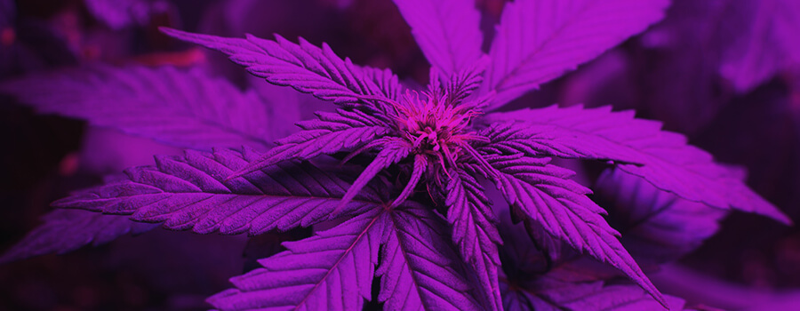 Lichtspectrum Bij Het Kweken Van Cannabis
