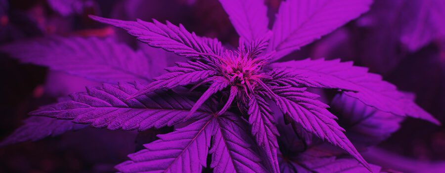 Lichtspectrum Bij Het Kweken Van Cannabis Lichtspectrum Bij Het Kweken Van Cannabis
