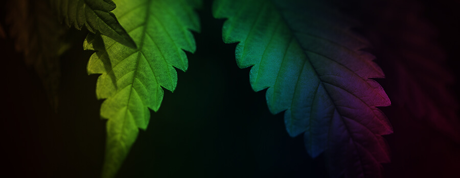 Lichtspectrum Cannabis Lichtspectrum Cannabis