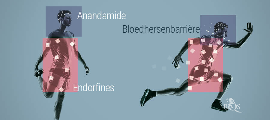 De Relatie Tussen Anandamide En Endorfines