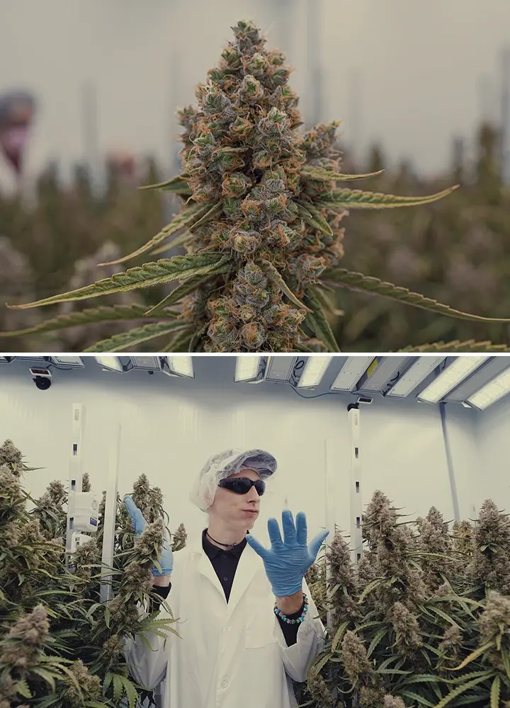 CRIC Labs High-Tech Cannabis Kweekruimte Gids Een illustratie van Simon en Max in witte laboratoriumjassen en haarnetjes die de smetteloze high-tech kweekruimte van CRIC Labs betreden, met buizen, kleppen en tanks, tegen een heldergroene achtergrond.