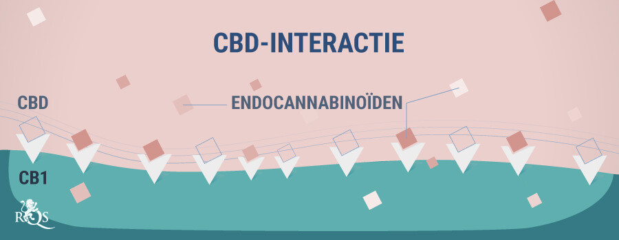 CBD Interactie CBD Interactie