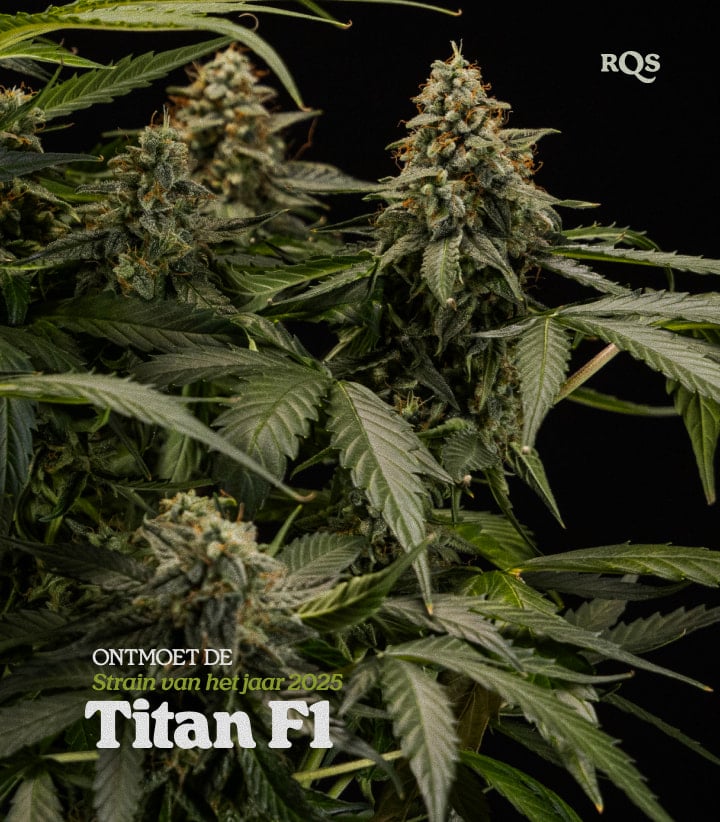 Titan F1 cannabisplant met dichte, harsbedekte toppen, bekroonde hybride soort Strain of the Year 2025 van RQS