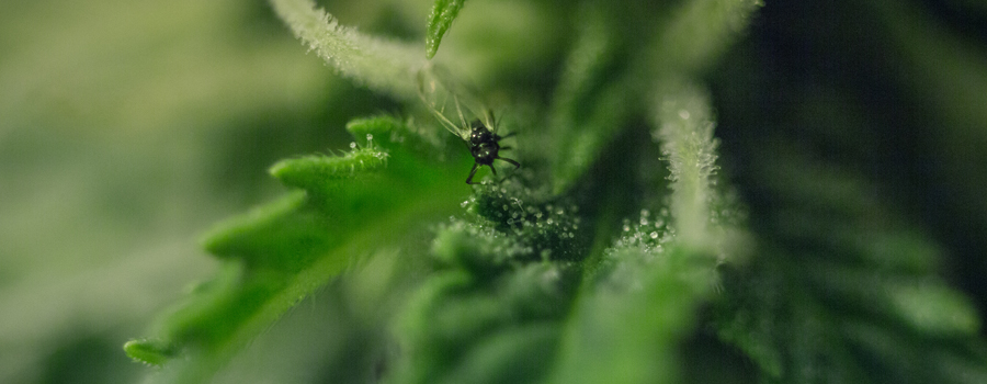 Planten cannabisplanten