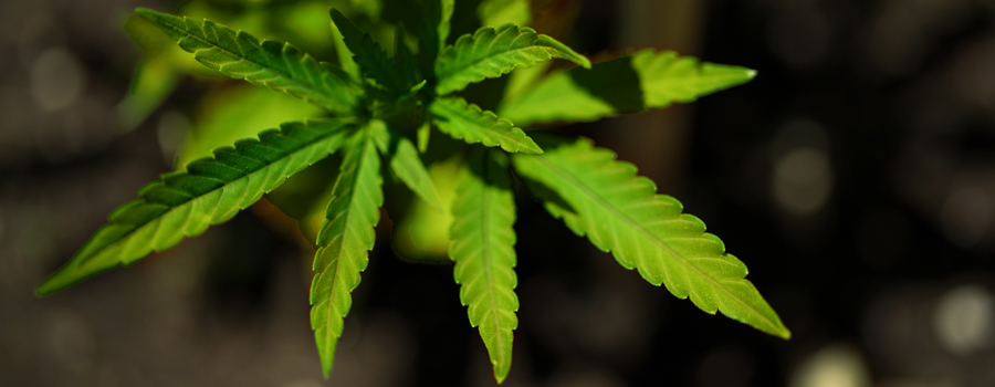 Ijzer deficiency cannabis cultivation