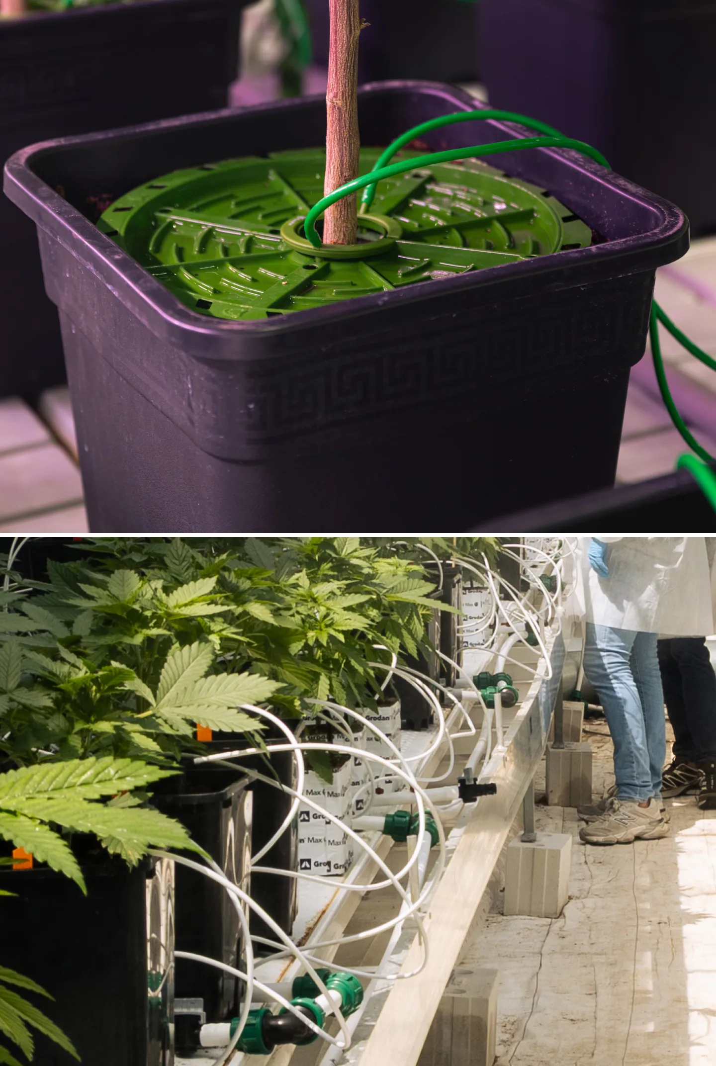 Irrigatiesysteem voor cannabis crop steering Close-up van cannabisirrigatiesystemen in een gecontroleerde crop steering-proef, met druppelleidingen, kweekpotten, steenwolblokken, irrigatiekleppen en gezonde groene planten.