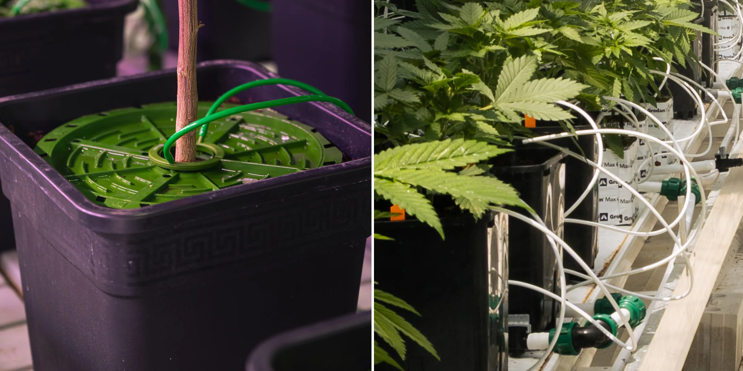 Irrigatiesysteem voor cannabis crop steering Close-up van cannabisirrigatiesystemen in een gecontroleerde crop steering-proef, met druppelleidingen, kweekpotten, steenwolblokken, irrigatiekleppen en gezonde groene planten.