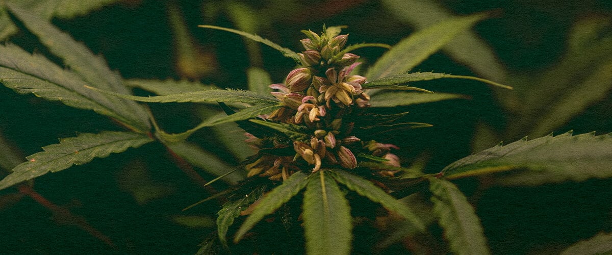 Wordt Stuifmeel Alleen door Mannelijke Planten Gemaakt: Stuifmeelzak Afbeelding Close-up van een mannelijke cannabisplant met stuifmeelzakken, toont stuifmeelproductie in cannabis op een donkergroene achtergrond, ideaal voor cannabis biologie gidsen.