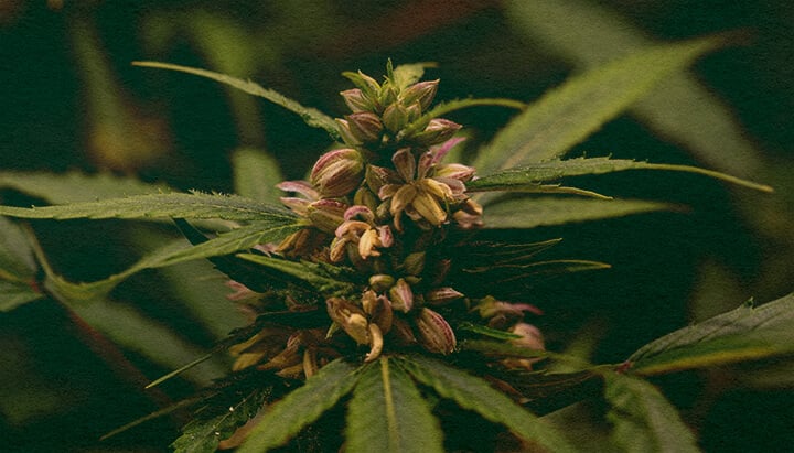 Wordt Stuifmeel Alleen door Mannelijke Planten Gemaakt: Stuifmeelzak Afbeelding Close-up van een mannelijke cannabisplant met stuifmeelzakken, toont stuifmeelproductie in cannabis op een donkergroene achtergrond, ideaal voor cannabis biologie gidsen.