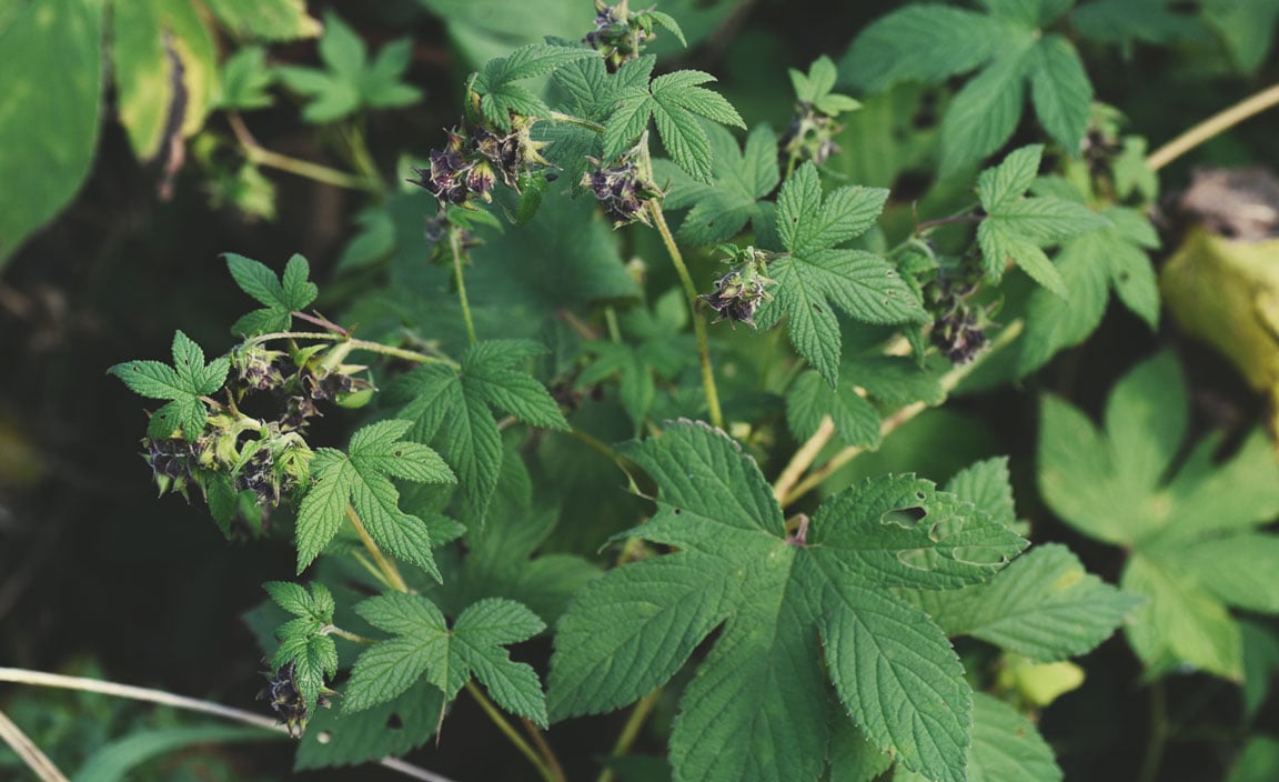 Japanse hop (Humulus japonicus)