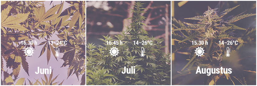 Hoe kweek je cannabis buiten in Duitsland, Juni, Juli, Augustus