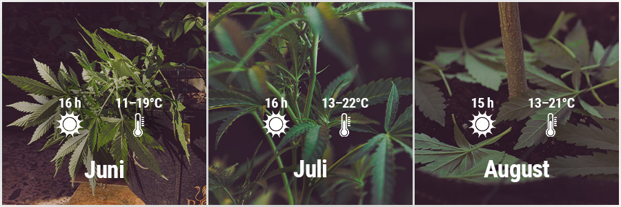 How To Grow Cannabis Outdoors - UK