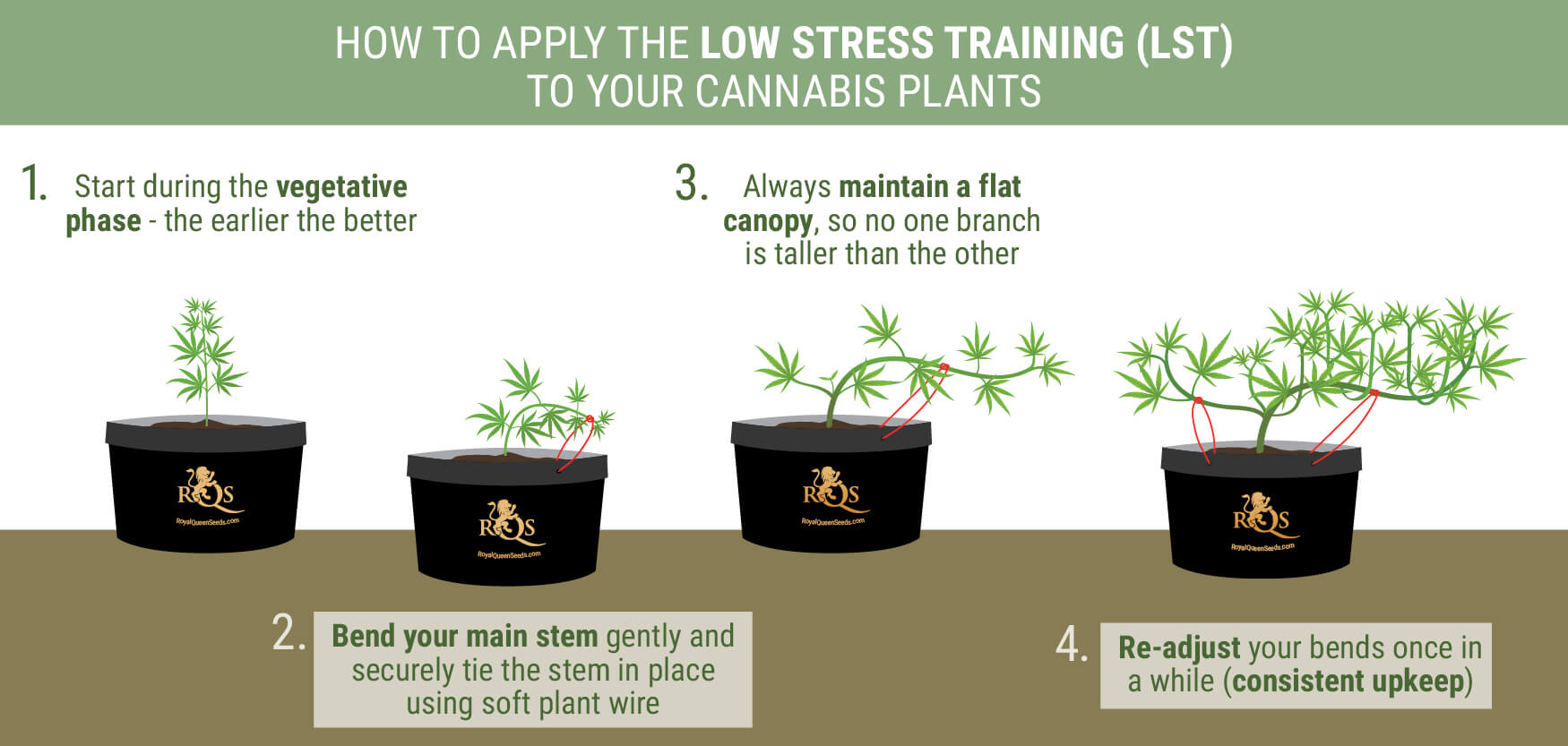 How To Apply The Low Stress Training How To Apply The Low Stress Training