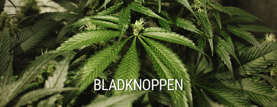 Bladknoppen Cannabis