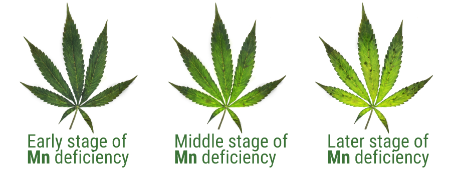 Mangaan deficiency table graphic