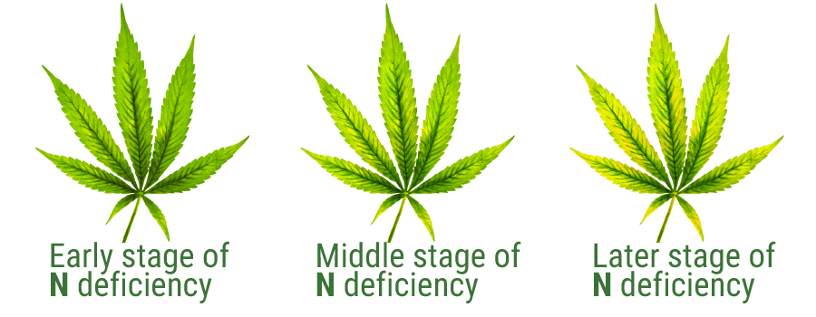 Stikstof deficiency table leaf