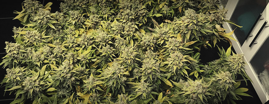 Lemon Shining Silver Haze Lemon Shining Silver Haze