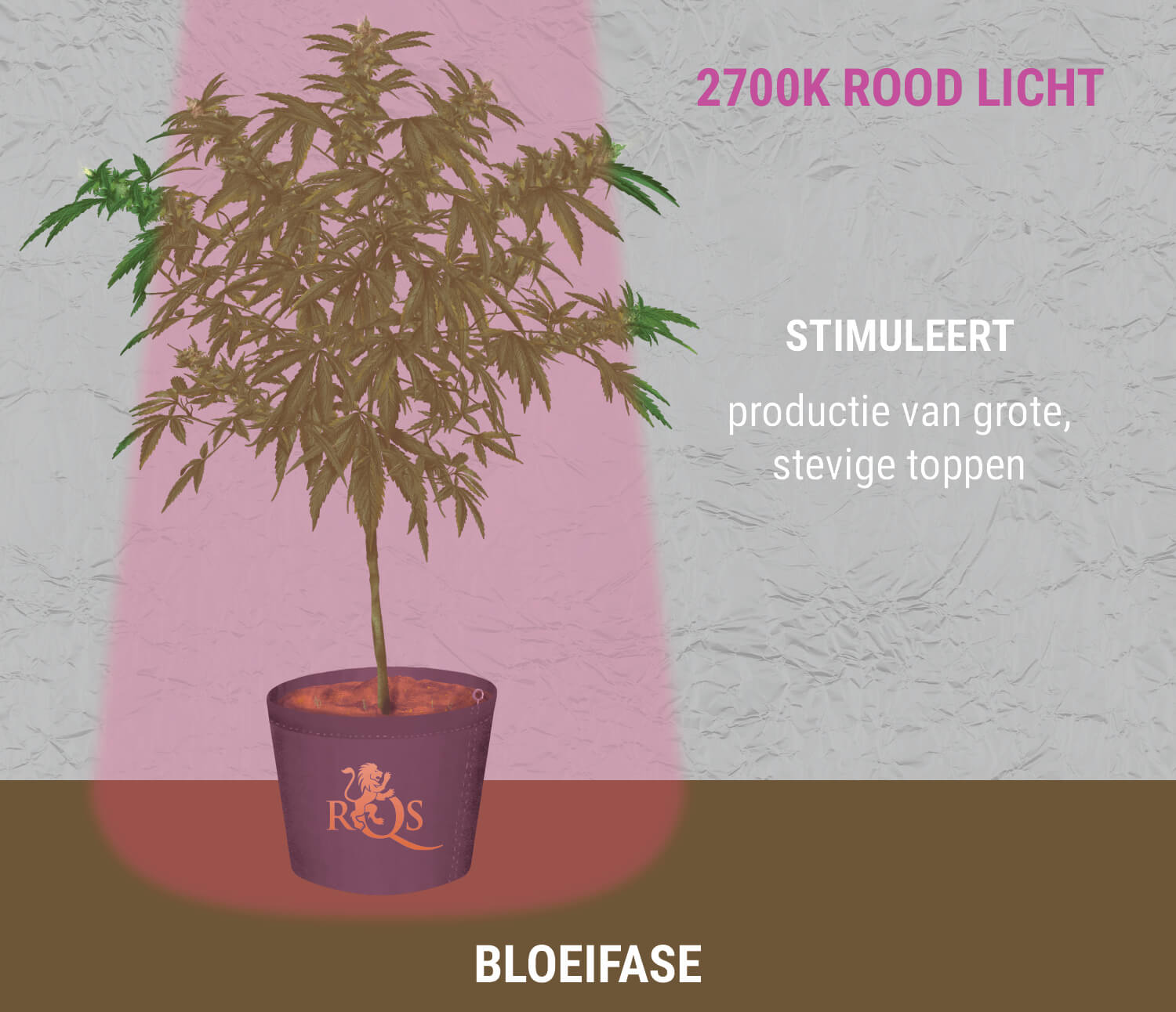 2700K rood licht tijdens de bloei