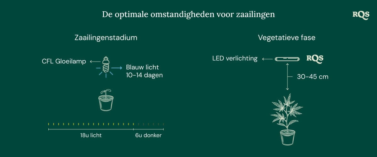 Light Conditions for cannabis seedling