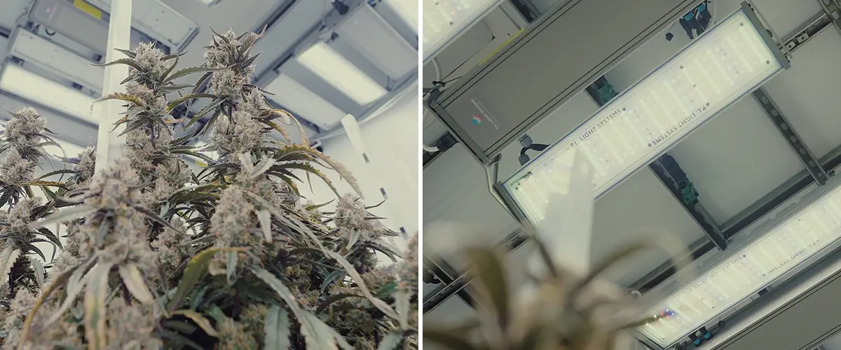 CRIC Labs Cannabis Verlichting en Controle Gids Een illustratie van een lichte kweekruimte van CRIC Labs met F1 cannabis-hybriden, met 1000 μmol PPFD verlichting, sensoren voor vochtigheid en temperatuur, en fertirrigatie met inert kweekmedium, tegen een groene achtergrond.