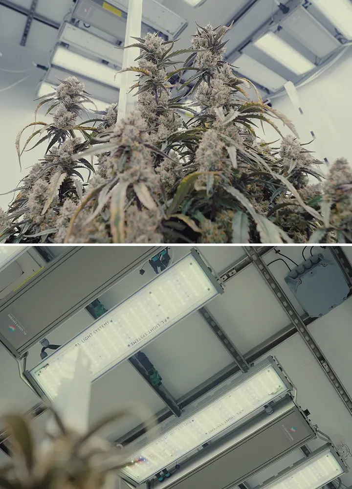 CRIC Labs Cannabis Verlichting en Controle Gids Een illustratie van een lichte kweekruimte van CRIC Labs met F1 cannabis-hybriden, met 1000 μmol PPFD verlichting, sensoren voor vochtigheid en temperatuur, en fertirrigatie met inert kweekmedium, tegen een groene achtergrond.