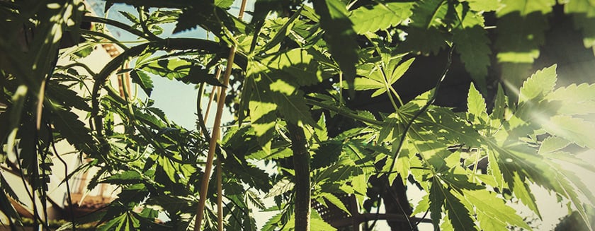 Bend Branches Low Stress Training Cannabis Bend Branches Low Stress Training Cannabis
