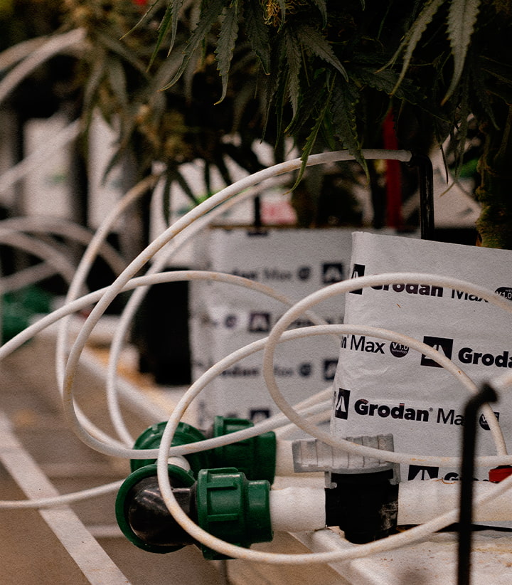 Test met laag watergehalte in cannabisteelt Gecontroleerde droogteproef die de reactie van Gaia F1 op waterstress en cannabinoïdeveranderingen test.