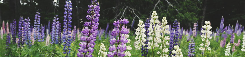 Lupine (Lupinus) Lupine (Lupinus)