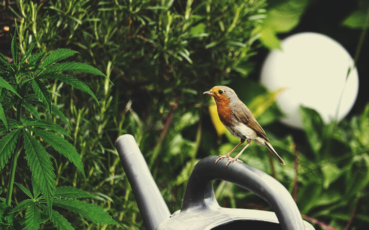 Steeds Meer Wilde Dieren in Je Tuin Steeds Meer Wilde Dieren in Je Tuin