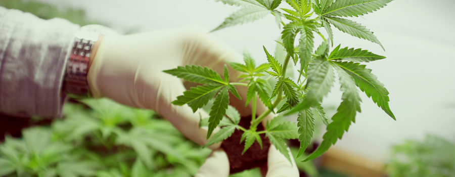Cannabis federaal agentschap Duitsland