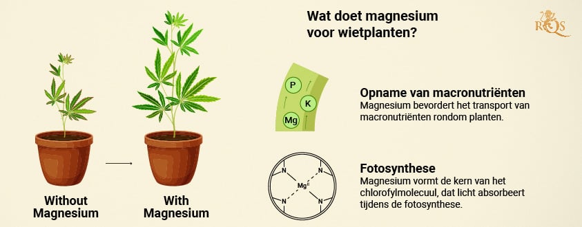 Magnesium benefits for cannabis plants