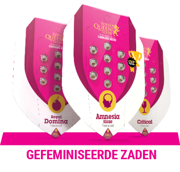 gefeminiseerde-cannabis-zaden