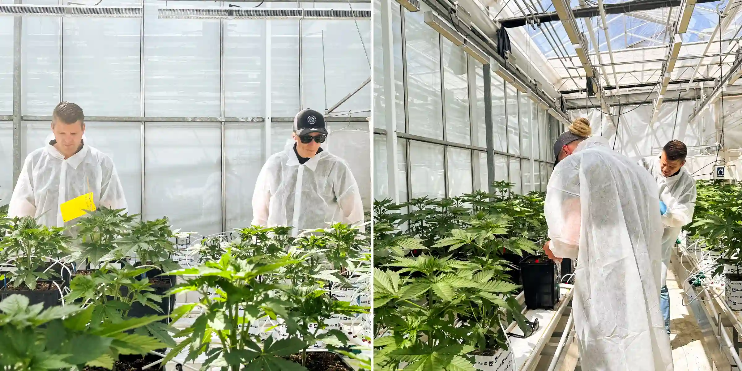 Max en Maikel inspecteren fotoperiode F1-hybride cannabisplanten in een lichte breedingkas, omringd door gezonde planten, irrigatielijnen en gecontroleerde proefomstandigheden.