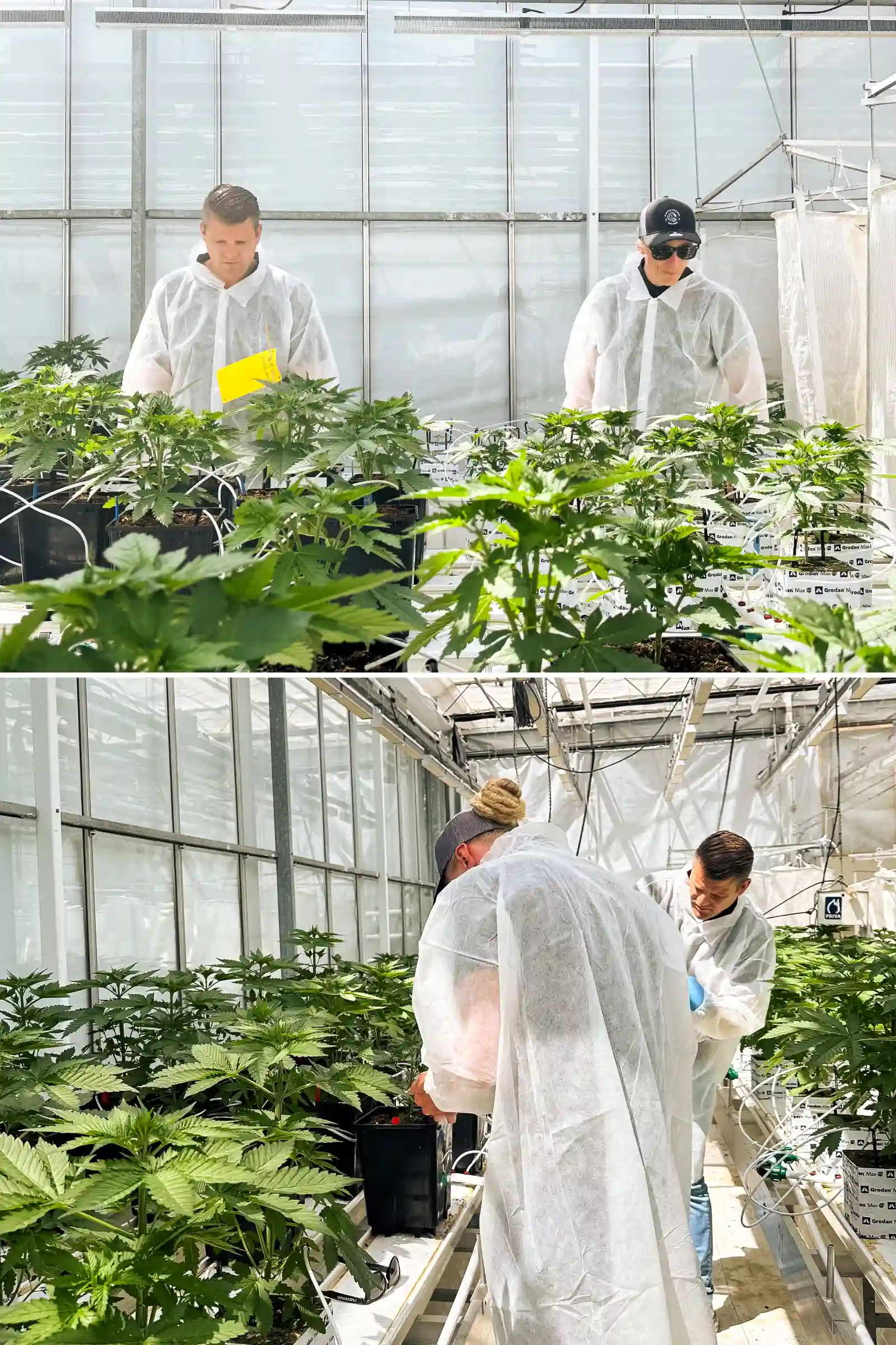 Max en Maikel inspecteren fotoperiode F1-hybride cannabisplanten in een lichte breedingkas, omringd door gezonde planten, irrigatielijnen en gecontroleerde proefomstandigheden.