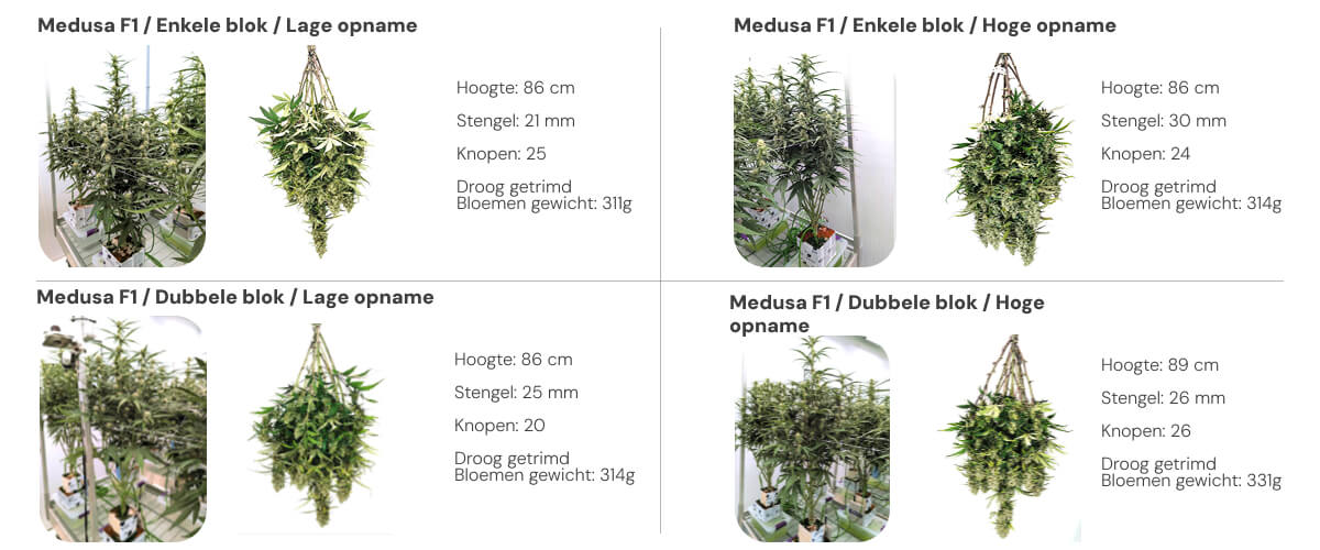 Resultatenoverzicht van Medusa F1 met vergelijking tussen single block en dual block bij lage en hoge irrigatie