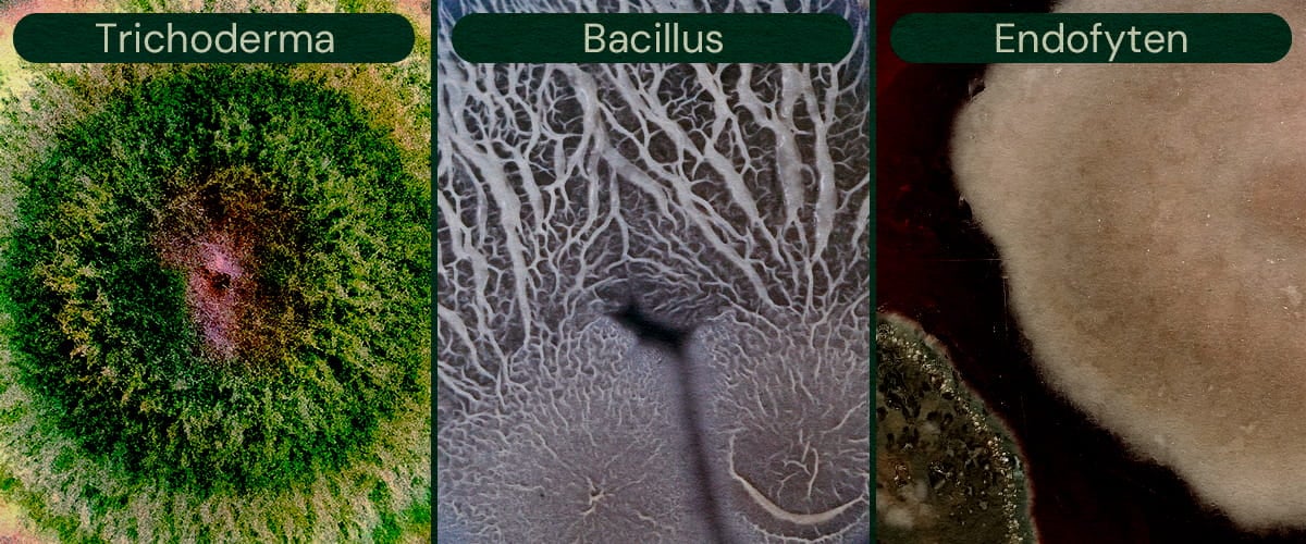 Afbeelding die Trichoderma, Bacillus en Endofyten toont als microbiële biologische bestrijdingsmiddelen voor cannabis, die helpen bij plaagbestrijding en ziektepreventie.