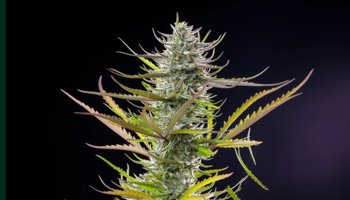 Mimosa cannabisplant met een frostige harsrijke cola, paarsgroene bladeren, witte stampers en een compacte bloeistructuur tegen een donkere achtergrond.