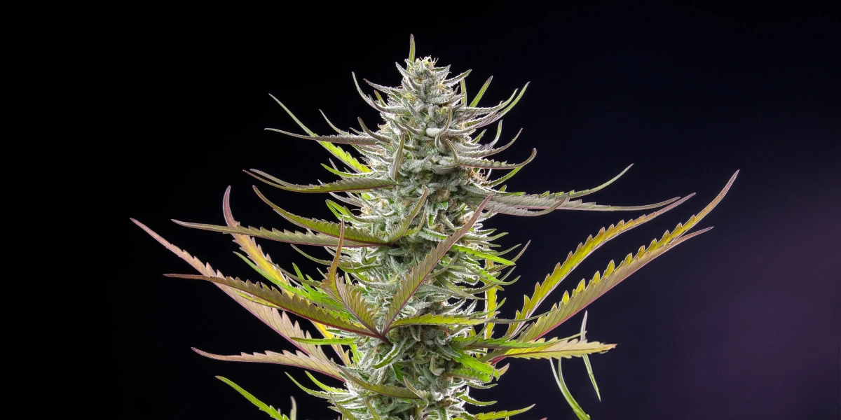 Mimosa cannabisplant met een frostige harsrijke cola, paarsgroene bladeren, witte stampers en een compacte bloeistructuur tegen een donkere achtergrond.