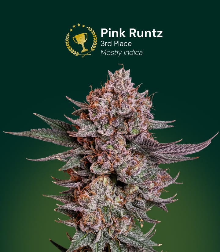 Pink Runtz cannabisbloem, winnaar van de 3e plaats, mostly indica