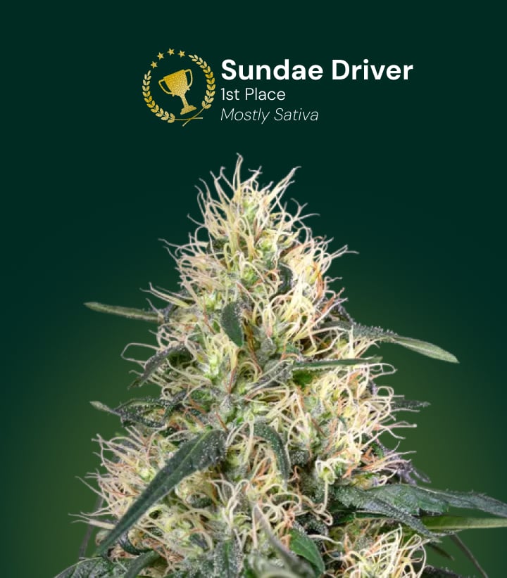 Sundae Driver cannabisbloem, winnaar van de 1e plaats, mostly sativa