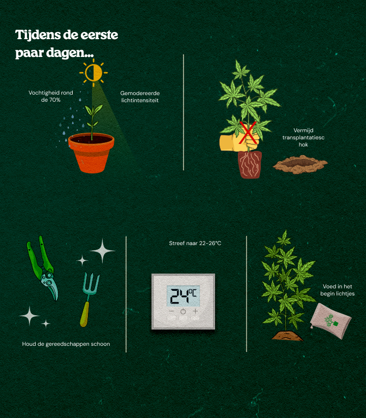 Geïllustreerde gids voor cannabis kloonverzorging: hoge luchtvochtigheid rond 70%, matig licht, schone gereedschappen, optimale temperatuur 22-26°C, transplantatieschok vermijden en lichte voeding voor gezonde beworteling.