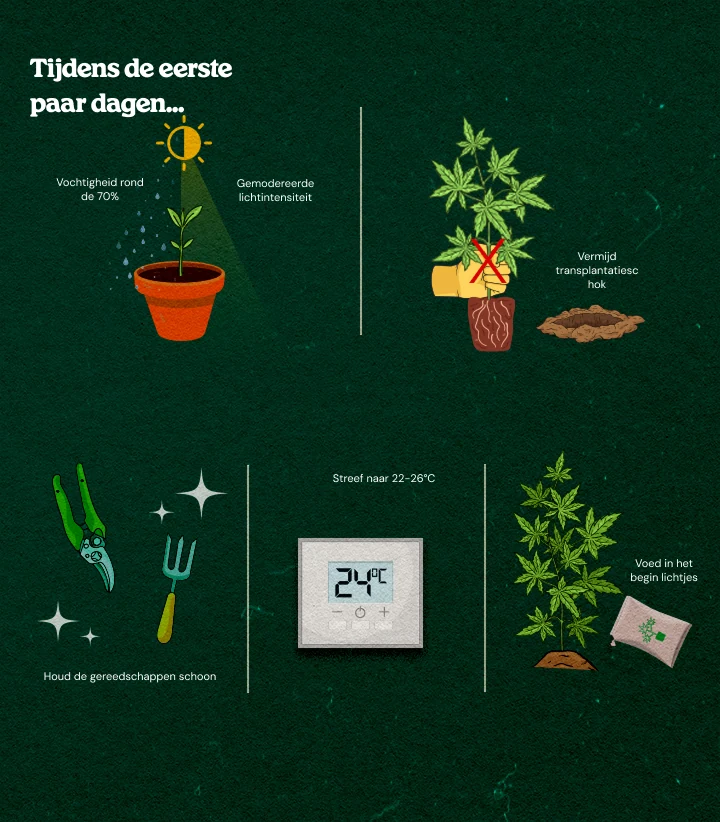 Geïllustreerde gids voor cannabis kloonverzorging: hoge luchtvochtigheid rond 70%, matig licht, schone gereedschappen, optimale temperatuur 22-26°C, transplantatieschok vermijden en lichte voeding voor gezonde beworteling.