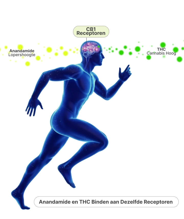 Anandamide vs THC – Hoe Runners High en Cannabis CB1-Receptoren Activeren Illustratie die laat zien hoe anandamide en THC zich binden aan CB1-receptoren in de hersenen en de gelijkenis tussen runners high en cannabis high verklaren