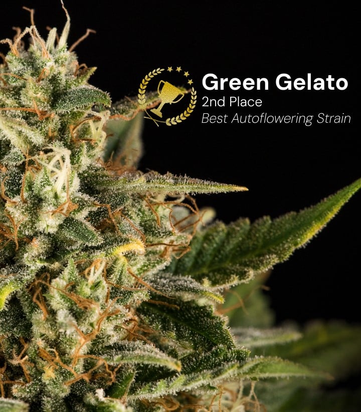 Green Gelato Auto cannabis top bekroond als beste autoflower soort tweede plaats met dichte ijzige bloemen en oranje stampers tegen een zwarte achtergrond
