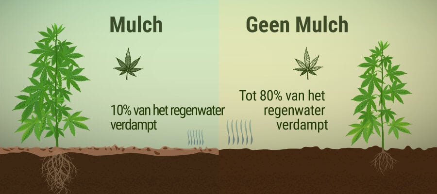 Wat Is Mulch en Welke Voordelen Heeft het voor Je Wiettuin?