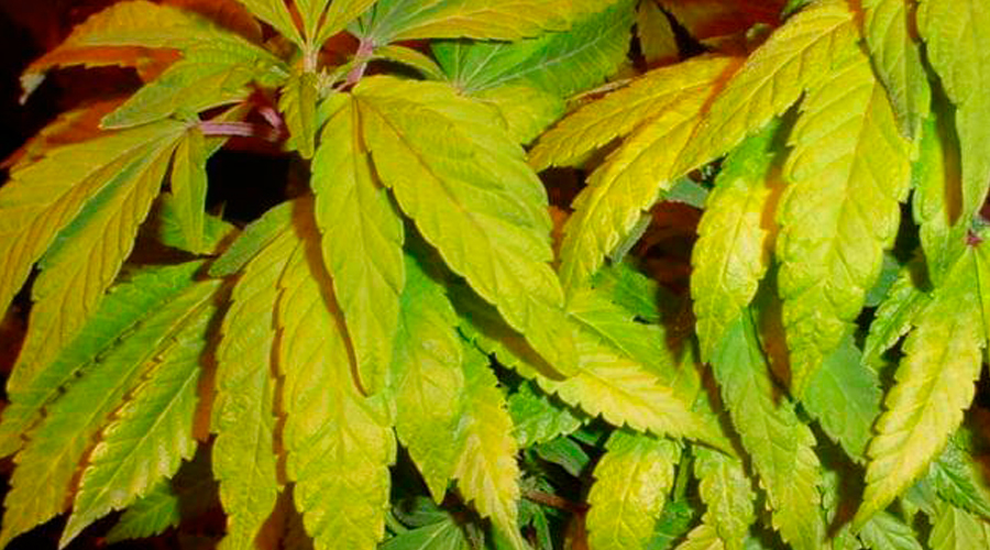Symptoms of Nitrogen
